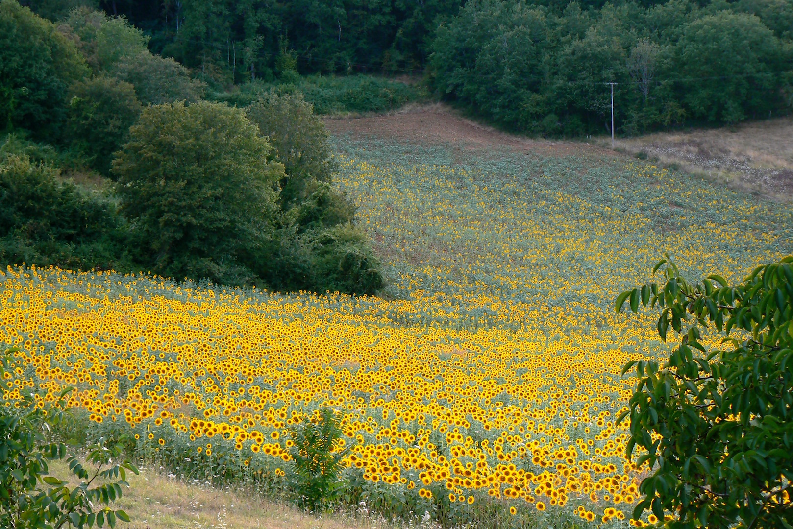 vue sur les tournesols